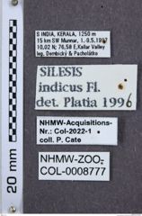 Etiketten zu Silesis indicus (NHMW-ZOO-COL-0008777)